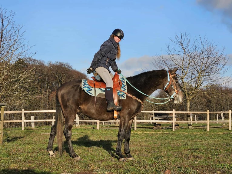 Autres races Hongre 3 Ans 160 cm Gris pommelé in Linkenbach