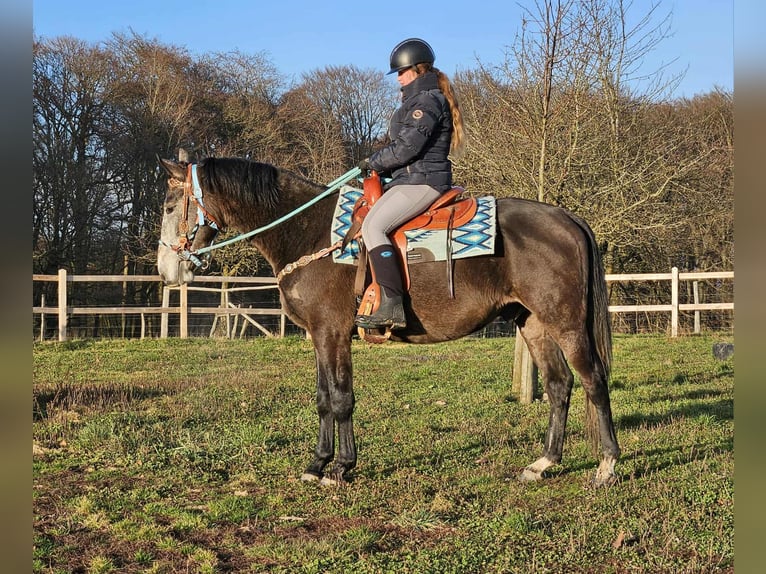 Autres races Hongre 3 Ans 160 cm Gris pommelé in Linkenbach