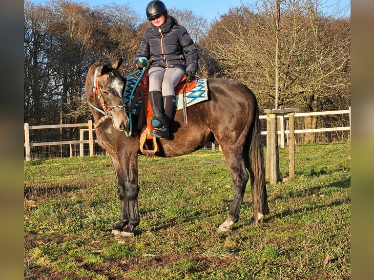 Autres races Hongre 3 Ans 160 cm Gris pommelé in Linkenbach