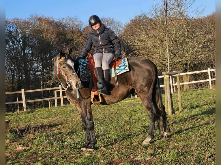 Autres races Hongre 3 Ans 160 cm Gris pommelé in Linkenbach