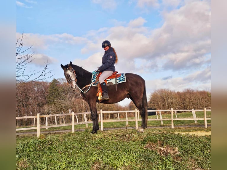 Autres races Hongre 3 Ans 160 cm Gris pommelé in Linkenbach