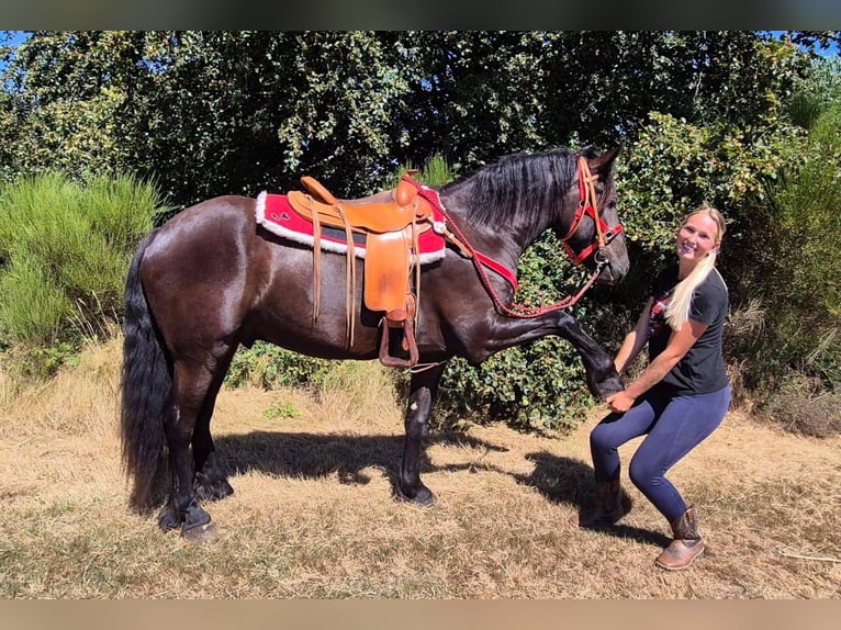 Autres races Hongre 3 Ans 161 cm Noir in Linkenbach