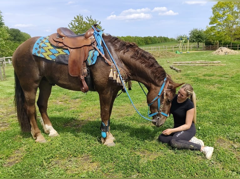 Autres races Hongre 3 Ans 162 cm Alezan brûlé in Linkenbach