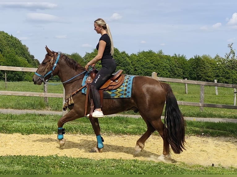 Autres races Hongre 3 Ans 162 cm Alezan brûlé in Linkenbach