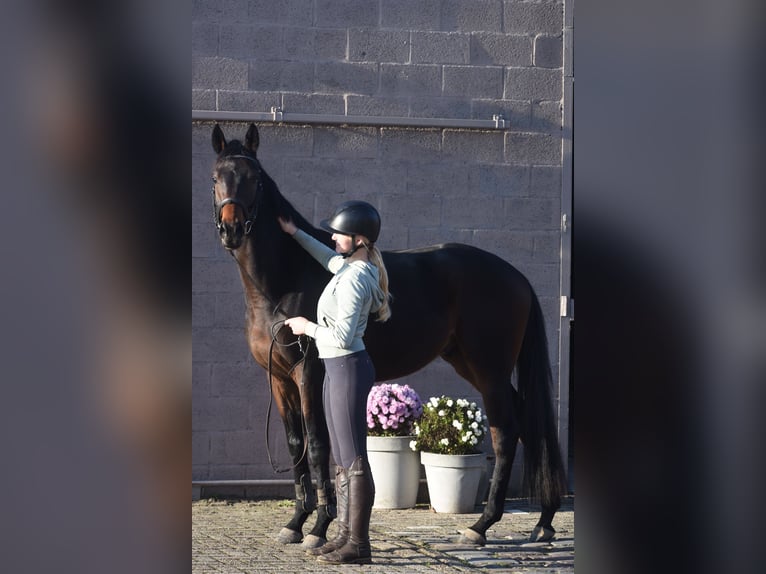 Autres races Hongre 3 Ans 165 cm Bai brun in Achtmaal