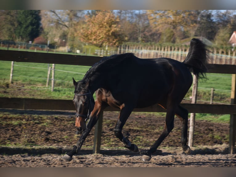 Autres races Hongre 3 Ans 165 cm Bai brun in Achtmaal