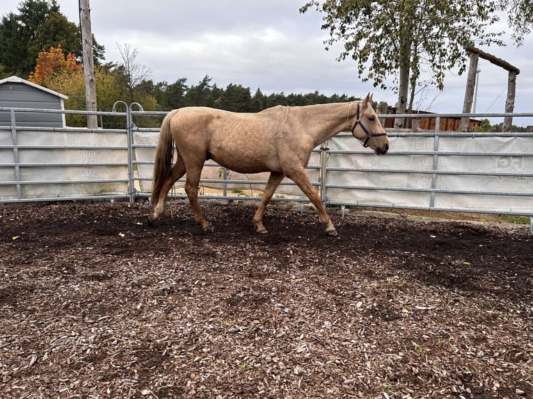 Autres races Hongre 3 Ans 165 cm Palomino in Soltau Autres races Hongre 3 Ans 165 cm Palomino in Soltau