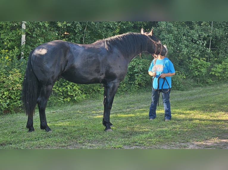 Autres races Croisé Hongre 3 Ans 173 cm Noir in Isanti, Minnesota