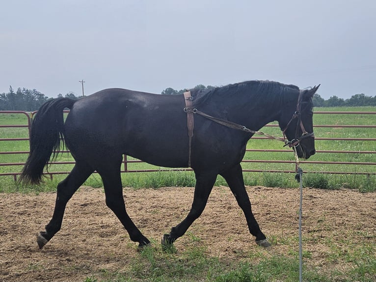 Autres races Croisé Hongre 3 Ans 173 cm Noir in Isanti, Minnesota