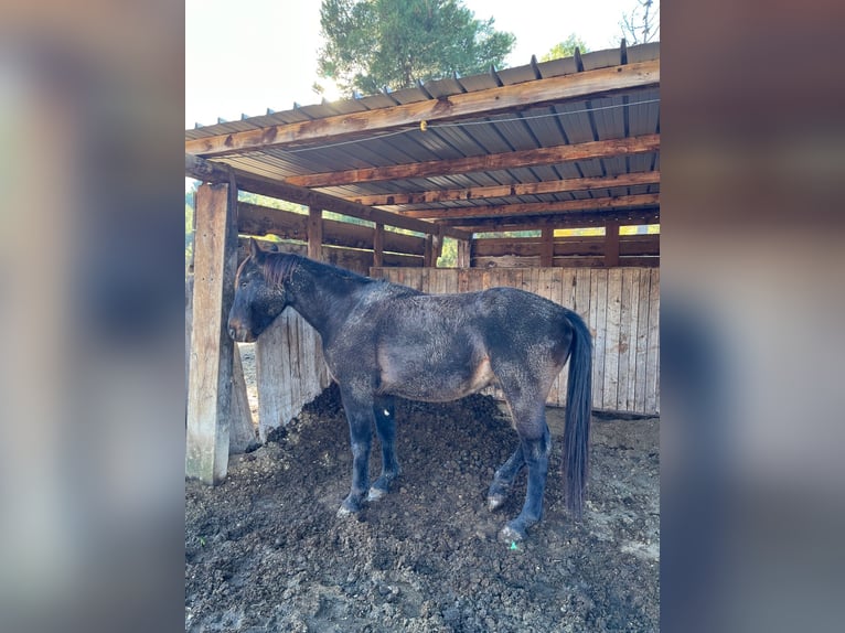 Autres races Hongre 3 Ans Bai brun in Capestrano