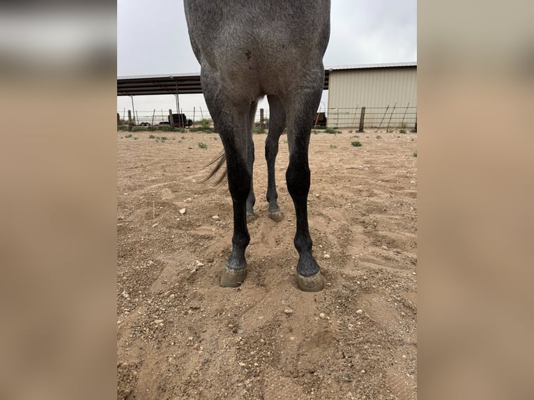Autres races Hongre 3 Ans Gris in Red Oak