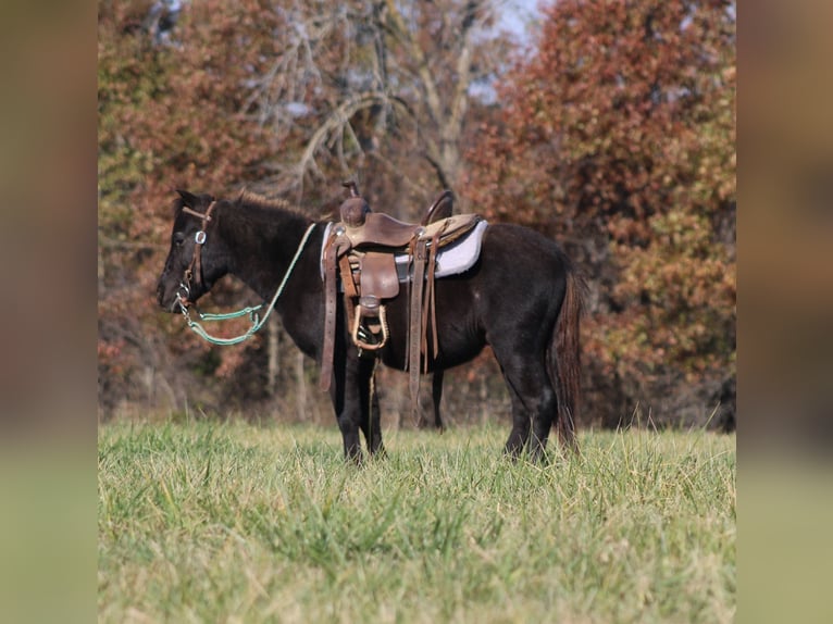 Autres races Hongre 4 Ans 102 cm Noir in Brownstown