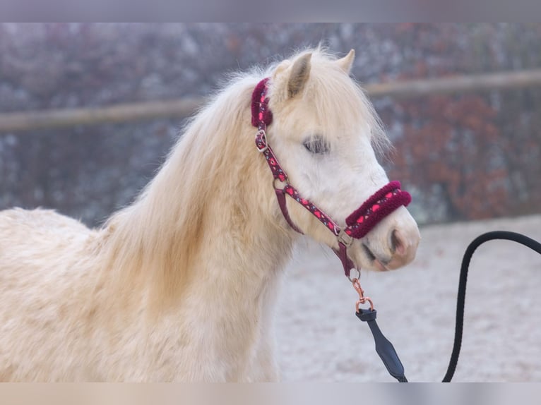 Autres races Hongre 4 Ans 112 cm Gris in Neustadt (Wied)