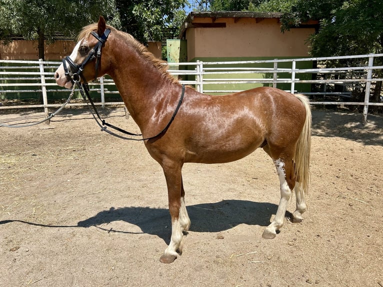 Autres races Croisé Hongre 4 Ans 115 cm Alezan in Jara Beltran