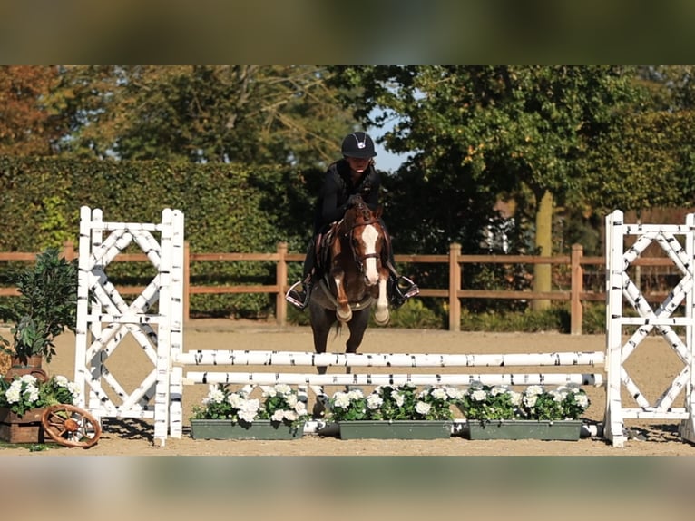 Autres races Hongre 4 Ans 127 cm  in Oost West en Middelbeers