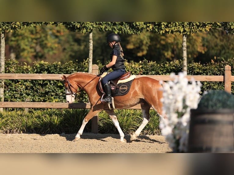 Autres races Hongre 4 Ans 131 cm  in Oost West en Middelbeers