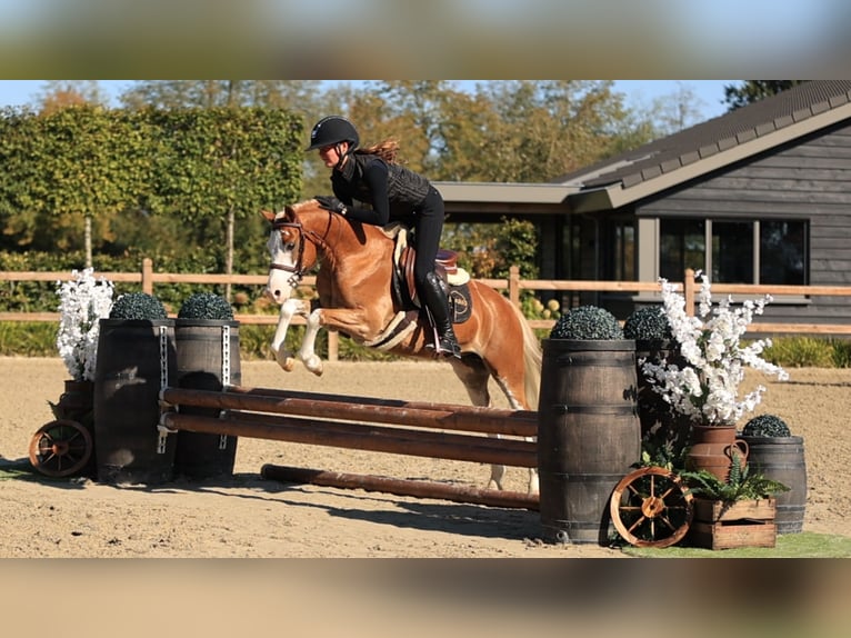 Autres races Hongre 4 Ans 131 cm  in Oost West en Middelbeers