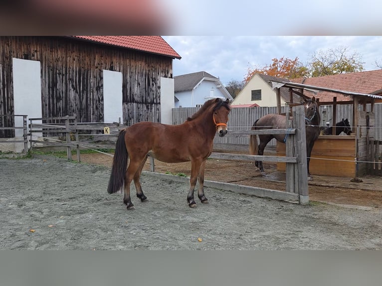 Autres races Croisé Hongre 4 Ans 142 cm Bai in Unterwart