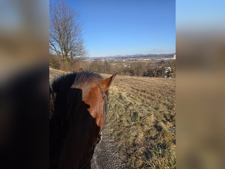 Autres races Croisé Hongre 4 Ans 142 cm Bai in Unterwart