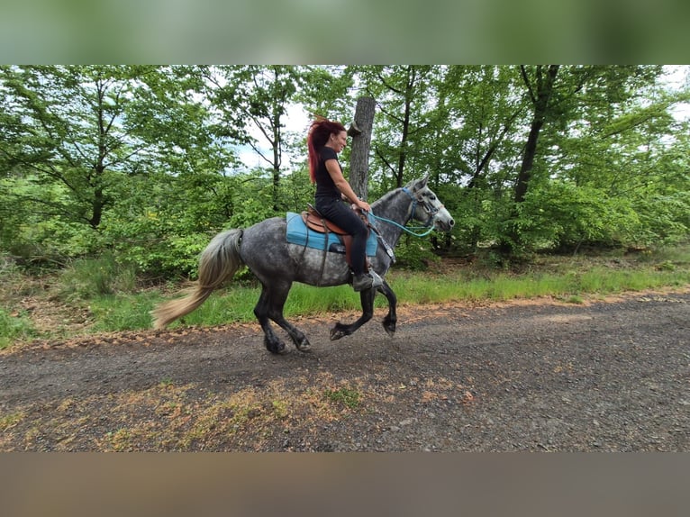 Autres races Hongre 4 Ans 145 cm Gris pommelé in Linkenbach