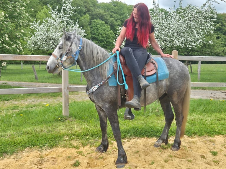 Autres races Hongre 4 Ans 145 cm Gris pommelé in Linkenbach