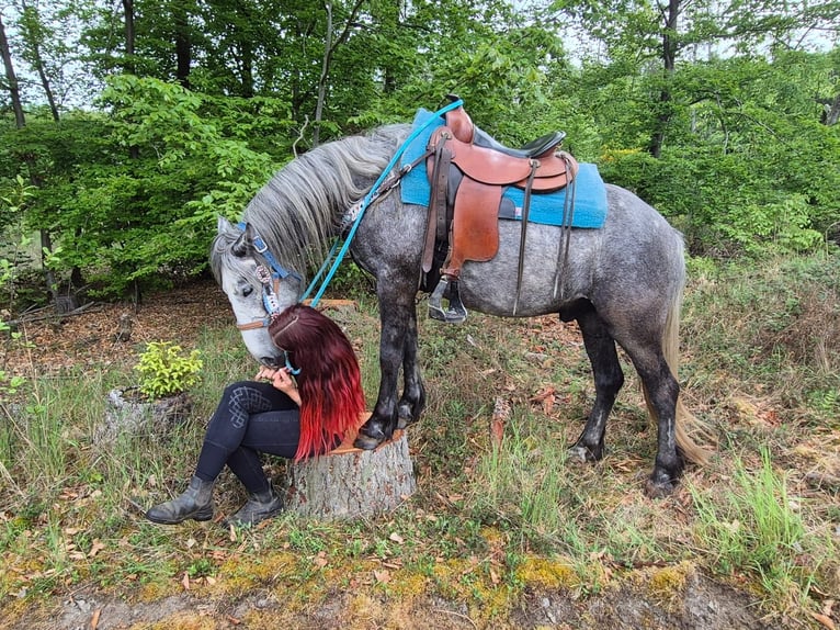 Autres races Hongre 4 Ans 145 cm Gris pommelé in Linkenbach