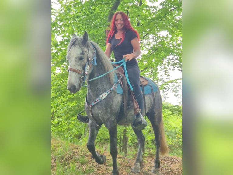 Autres races Hongre 4 Ans 145 cm Gris pommelé in Linkenbach