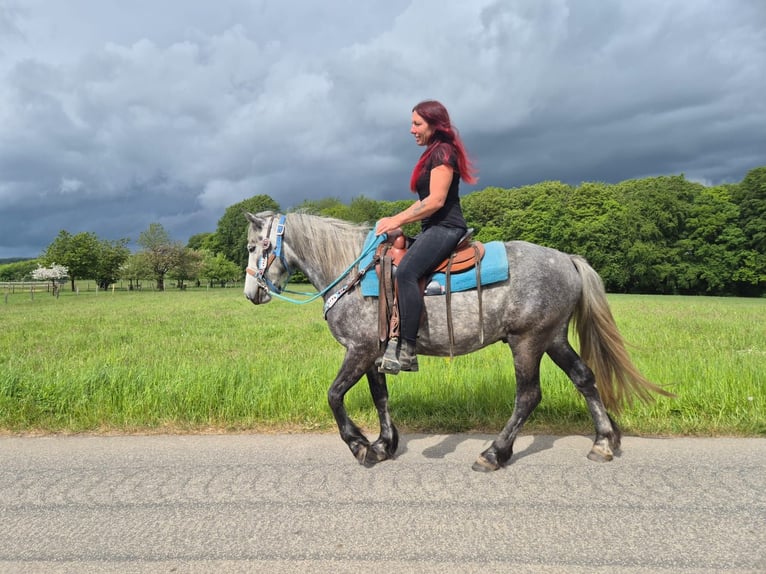 Autres races Hongre 4 Ans 145 cm Gris pommelé in Linkenbach