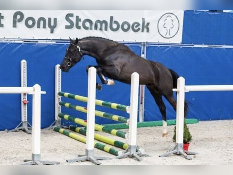 Autres races Hongre 4 Ans 146 cm Noir in Oost West en Middelbeers
