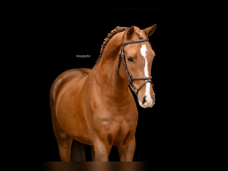 Autres races Hongre 4 Ans 147 cm  in Oost West en Middelbeers