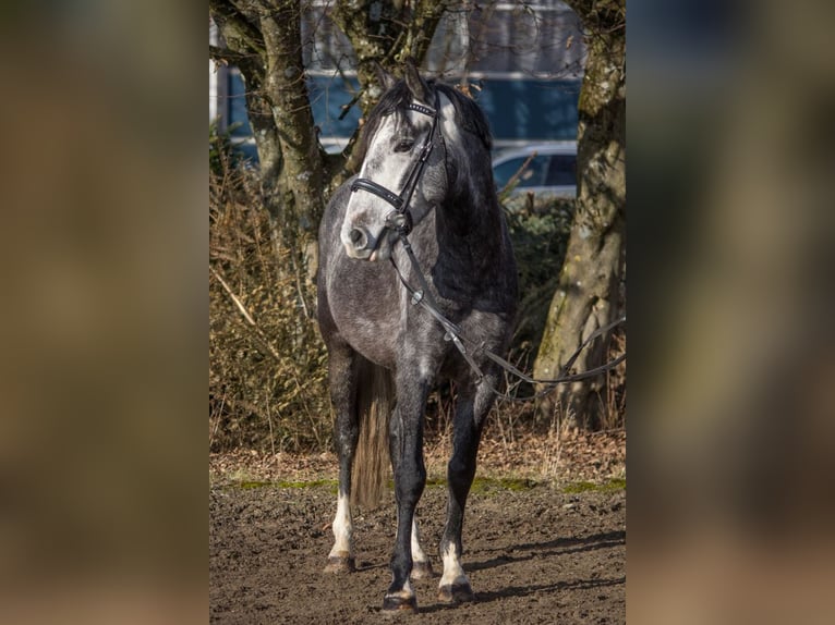 Autres races Hongre 4 Ans 148 cm Gris in Schwäbisch Gmünd