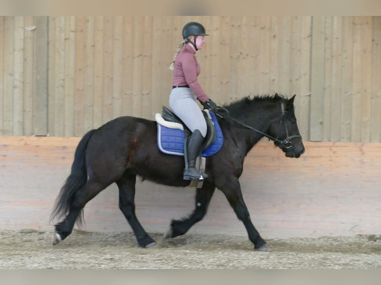 Autres races Hongre 4 Ans 148 cm Noir in Ramsau am Dachstein