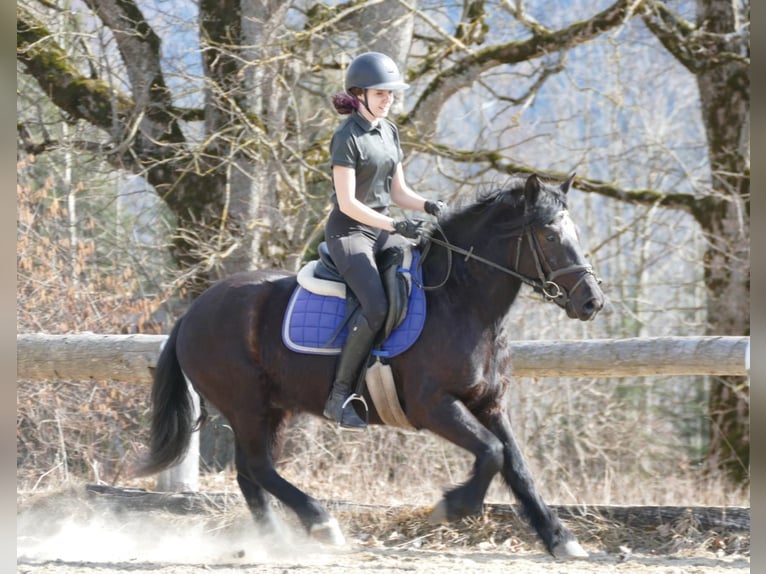 Autres races Hongre 4 Ans 148 cm Noir in Ramsau am Dachstein