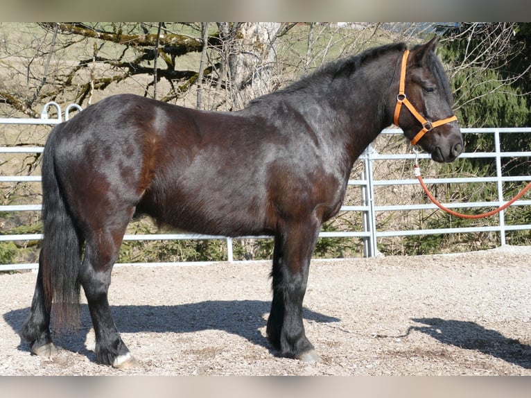 Autres races Hongre 4 Ans 148 cm Noir in Ramsau am Dachstein