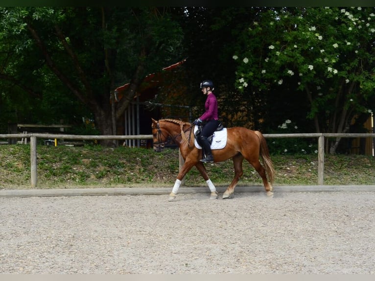 Autres races Hongre 4 Ans 150 cm Alezan brûlé in Wellheim