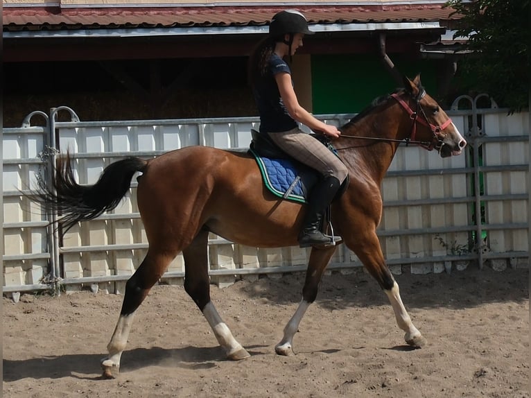 Autres races Hongre 4 Ans 150 cm Bai clair in Buttstädt