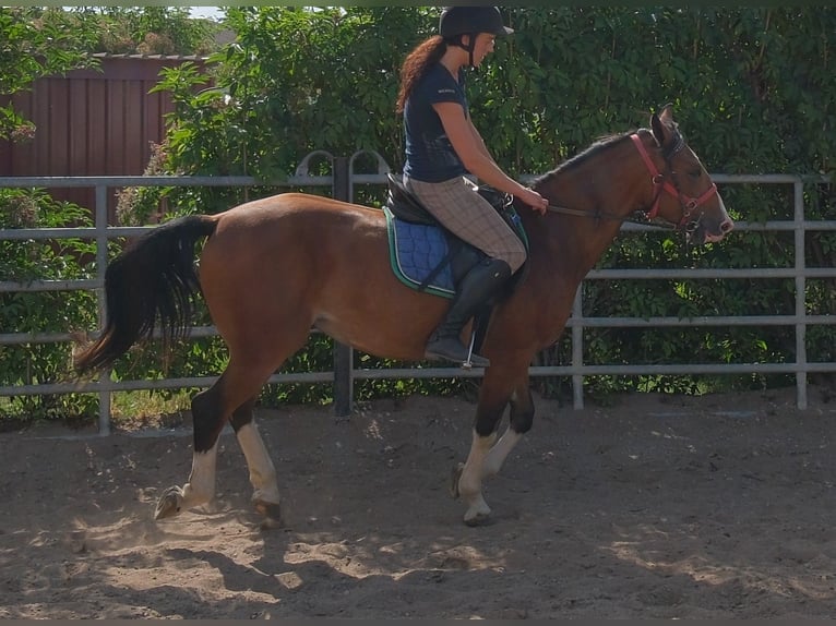 Autres races Hongre 4 Ans 150 cm Bai clair in Buttstädt