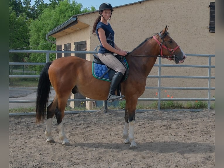 Autres races Hongre 4 Ans 150 cm Bai clair in Buttstädt