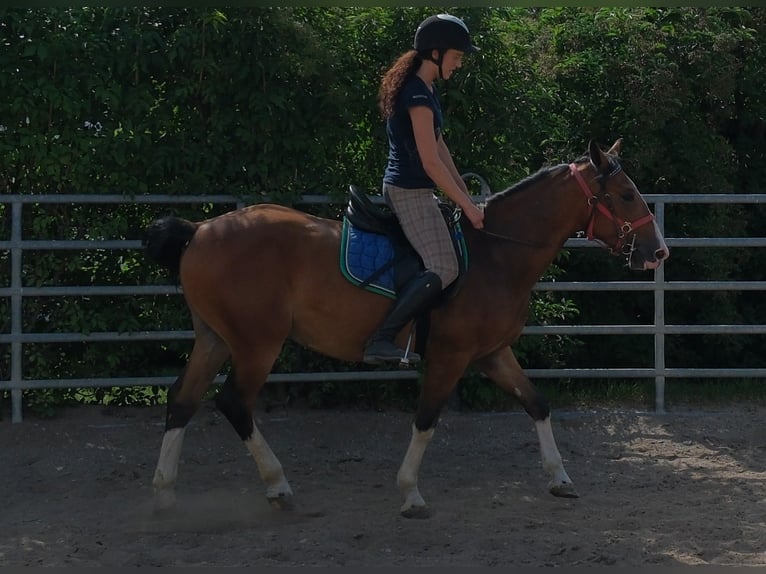 Autres races Hongre 4 Ans 150 cm Bai clair in Buttstädt
