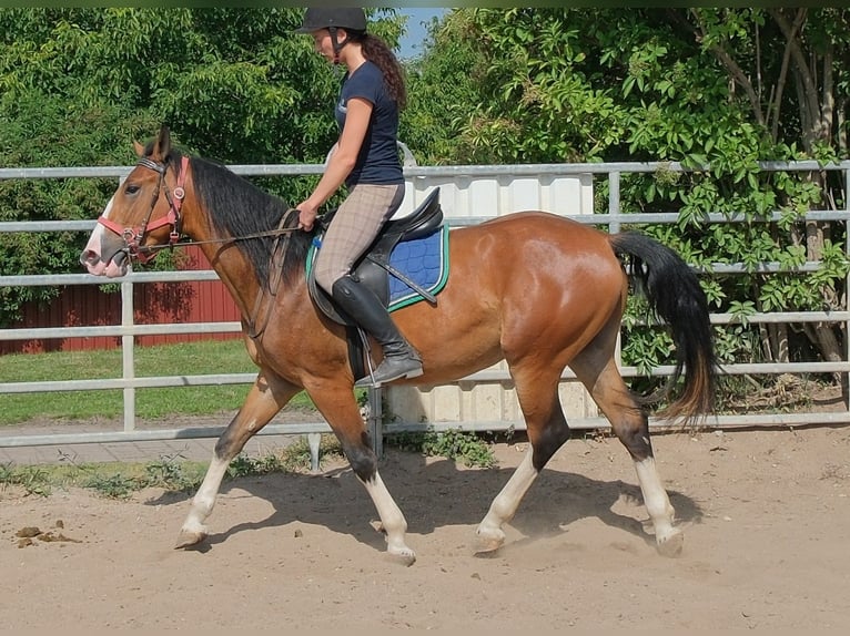Autres races Hongre 4 Ans 150 cm Bai clair in Buttstädt