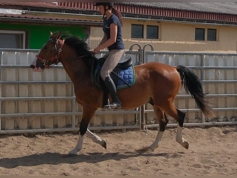 Autres races Hongre 4 Ans 150 cm Bai clair in Buttstädt