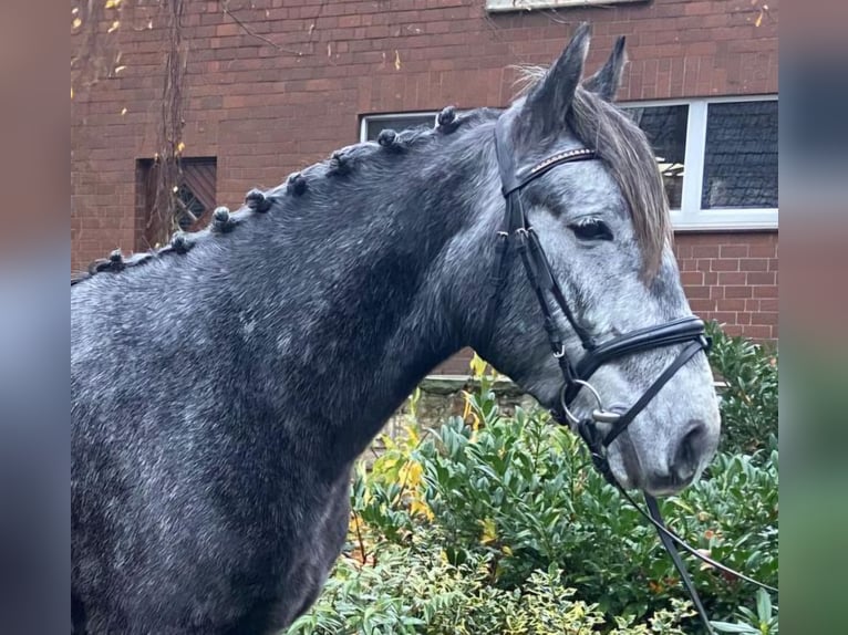 Autres races Hongre 4 Ans 150 cm Gris in Hopsten