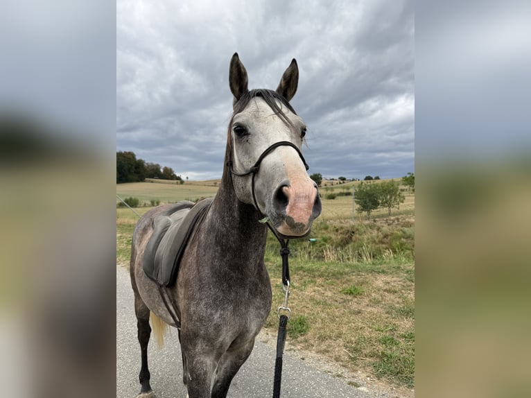 Autres races Croisé Hongre 4 Ans 150 cm Gris pommelé in EberhardzelL