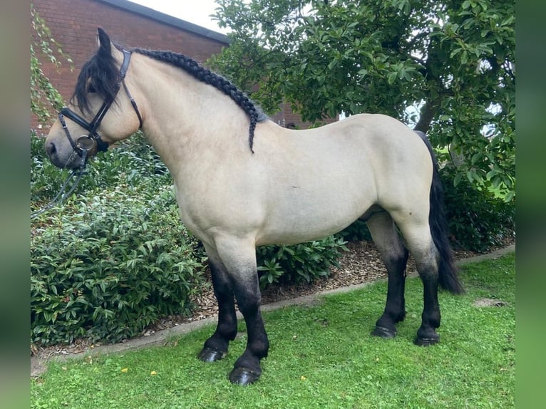 Autres races Hongre 4 Ans 150 cm Isabelle in Hopsten
