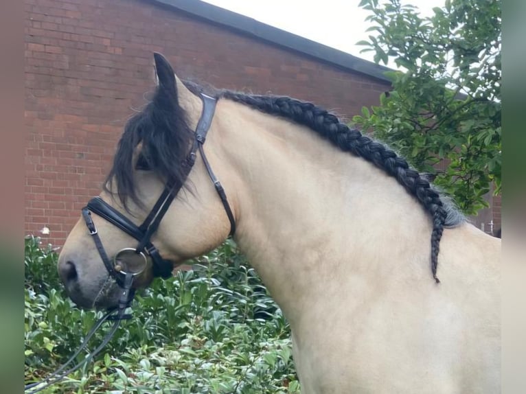 Autres races Hongre 4 Ans 150 cm Isabelle in Hopsten