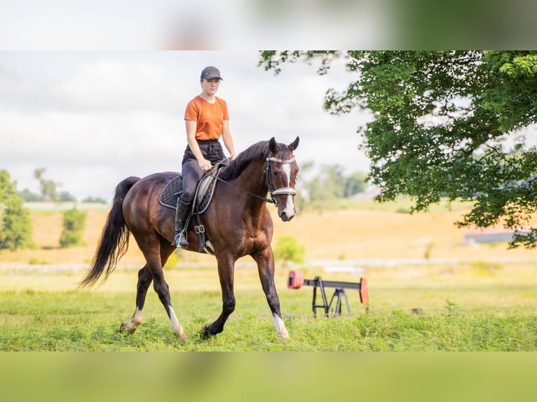 Autres races Hongre 4 Ans 152 cm Bai cerise in Dundee