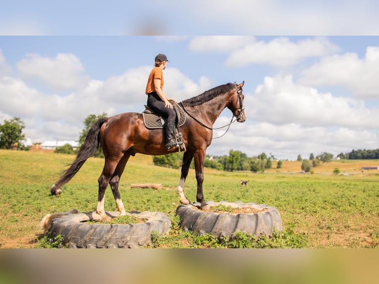 Autres races Hongre 4 Ans 152 cm Bai cerise in Dundee