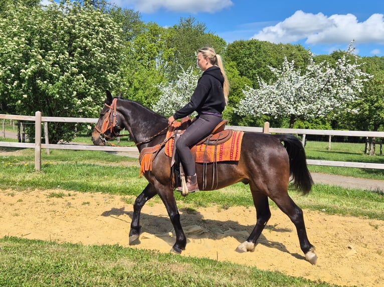 Autres races Hongre 4 Ans 152 cm Bai in Linkenbach