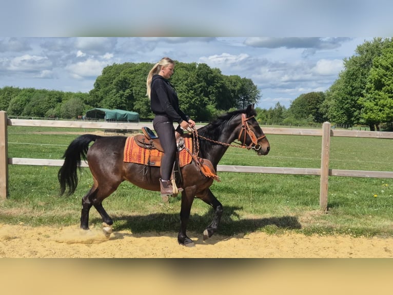 Autres races Hongre 4 Ans 152 cm Bai in Linkenbach