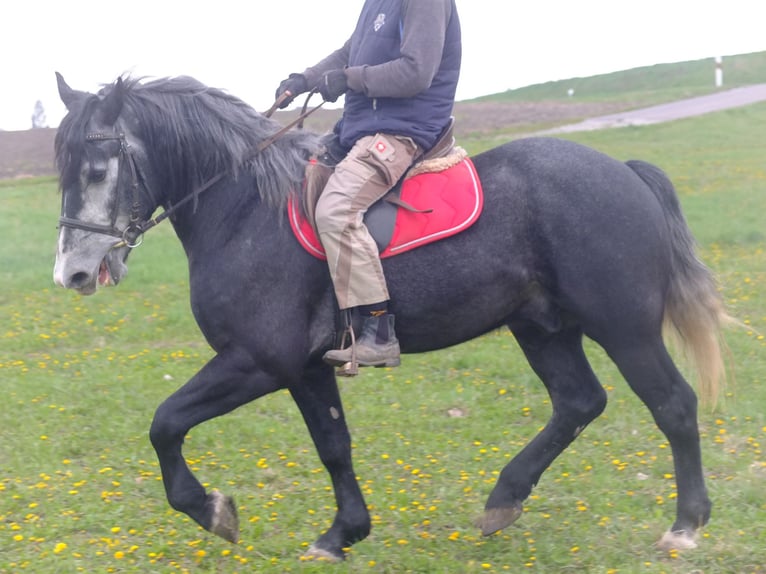 Autres races Hongre 4 Ans 154 cm Gris noir in Buttstädt